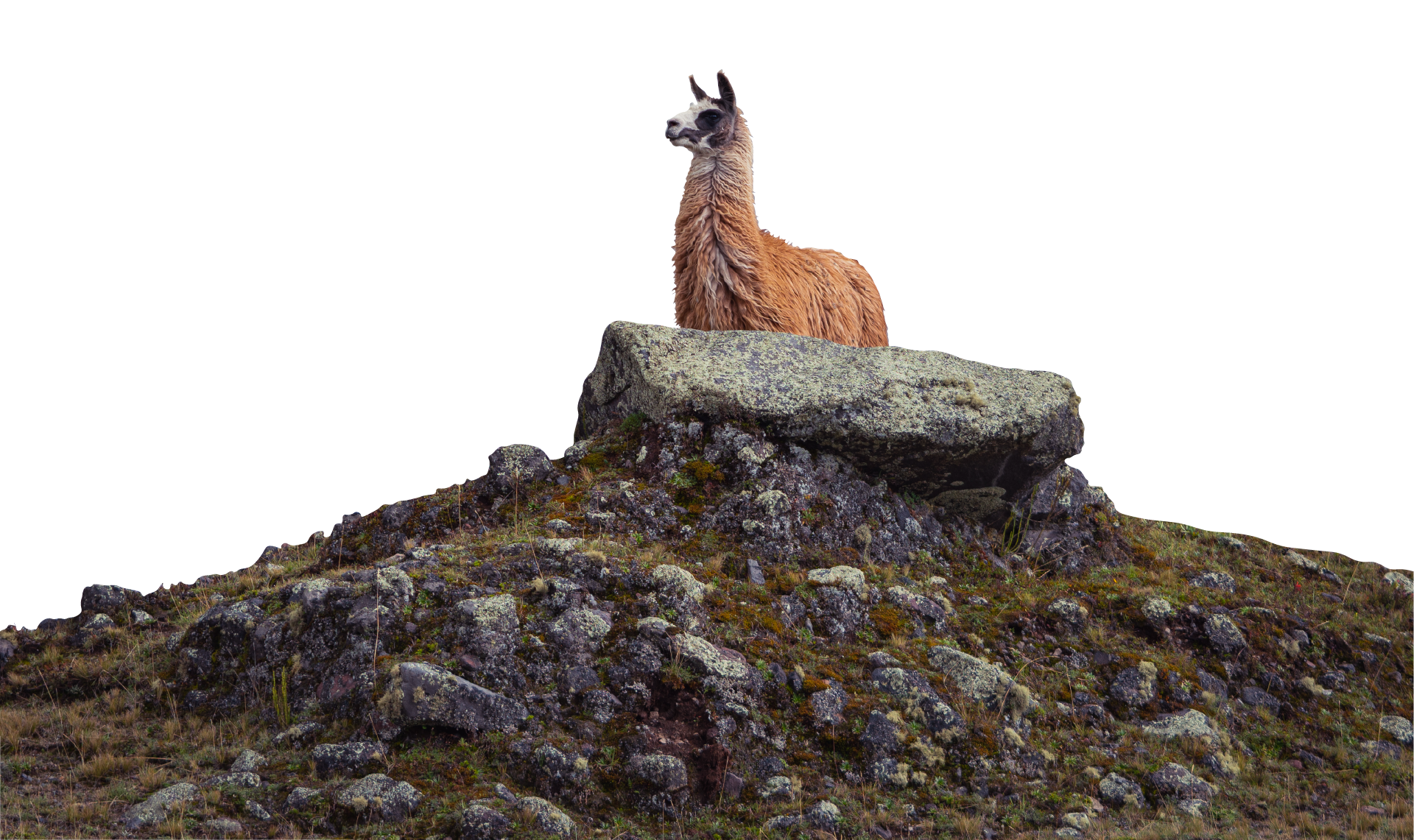 Alpaca Hero