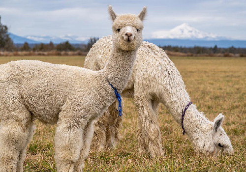 Huacaya Alpaca