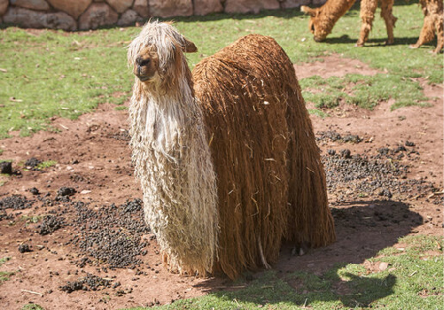 Suri Alpaca